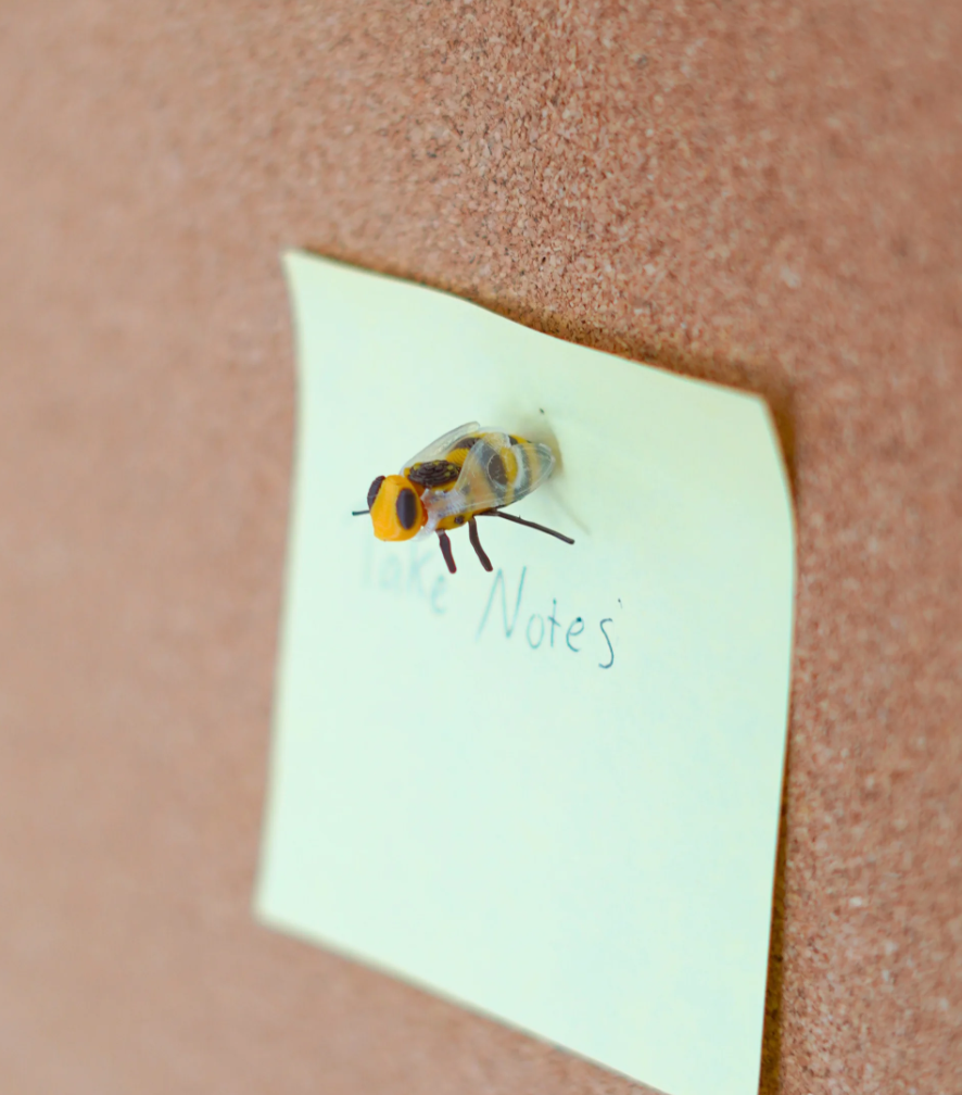 Office Bugs โ Bee Tack, Leaf Bug Bookmark, Stick Bug Pen, Lady Bug Magnet