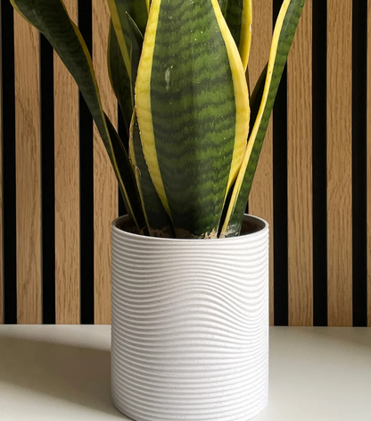 Cactus Coasters – Vase with Removable Coasters