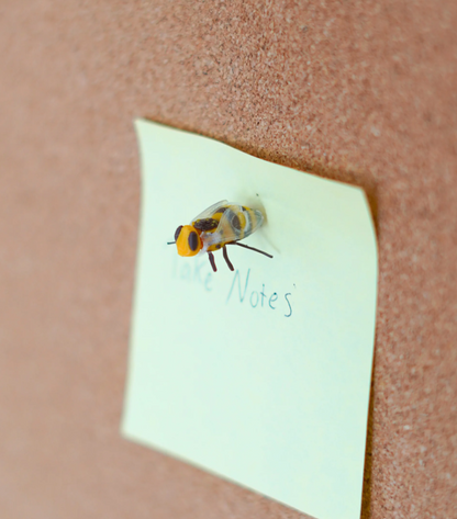 Office Bugs – Bee Tack, Leaf Bug Bookmark, Stick Bug Pen, Lady Bug Magnet